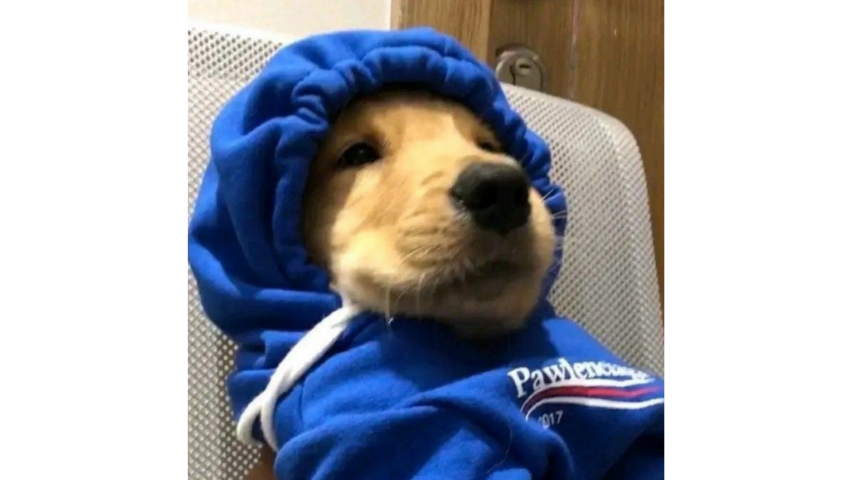 Anjing Lucu Pakai Sweater