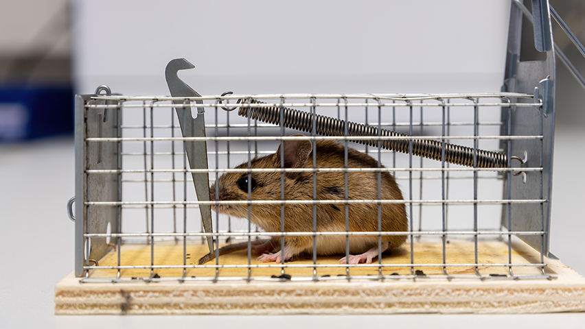 Cara Ampuh Usir Curut di Rumah, Bisa Pakai Bahan Alami