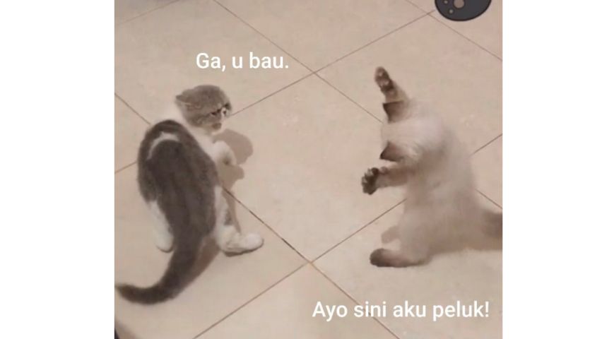 Meme Penolakan