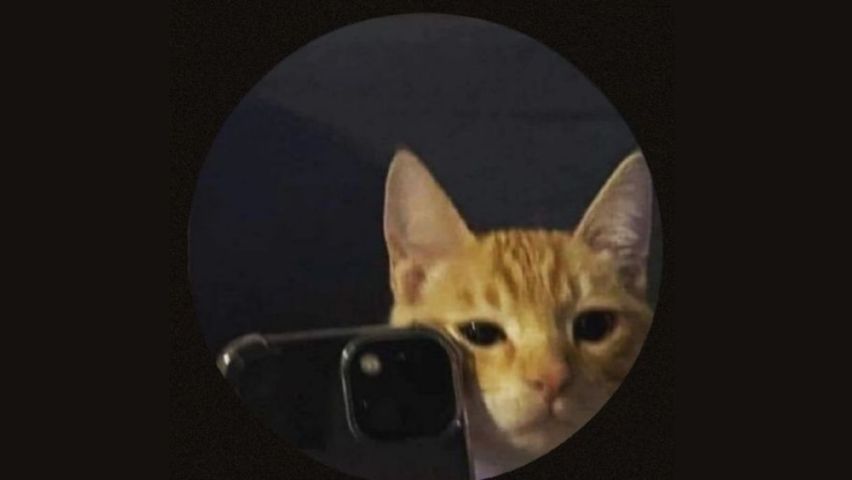 Kucing Selfie