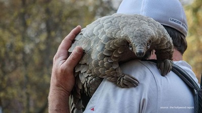 Pangolin: Kulu’s Journey