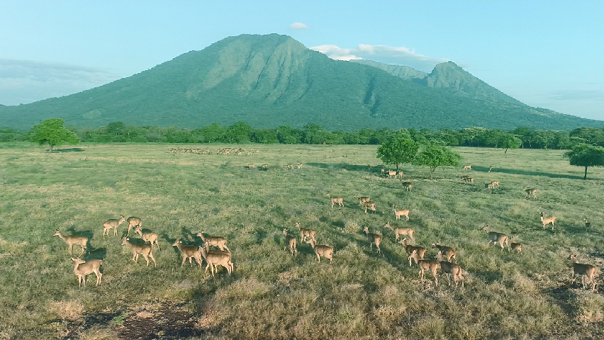 Taman Nasional Baluran Pesona Afrika di Jawa Timur