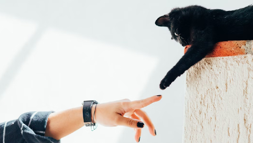 Ide bisnis kebutuhan hewan peliharaan kucing hitam dan tangan manusia