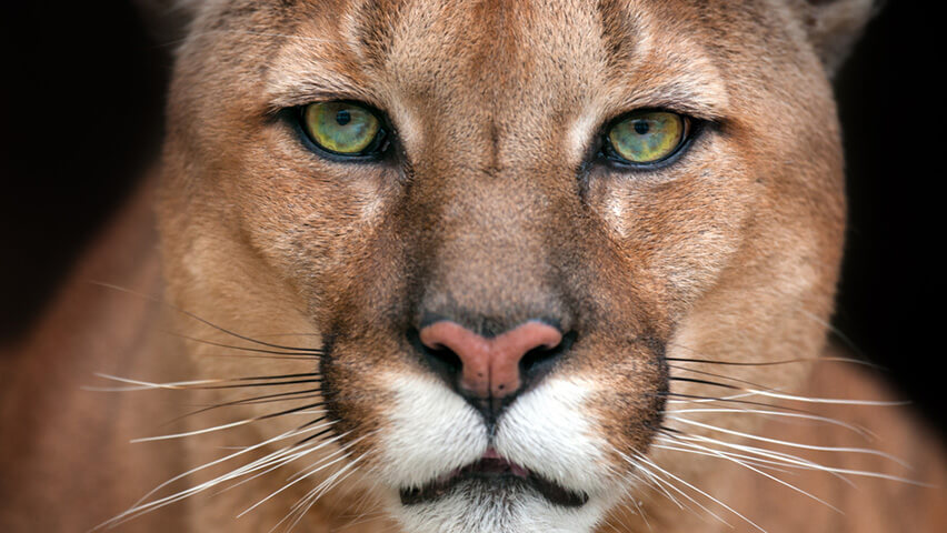 Hampir Punah, Kucing Merah Muncul Lagi di 2025