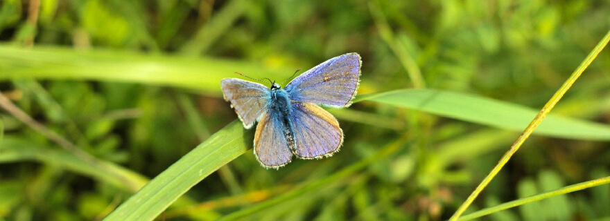 Butterfly Era Artinya Transformasi Diri yang Positif