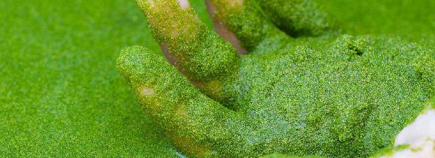 Buah terkecil di dunia