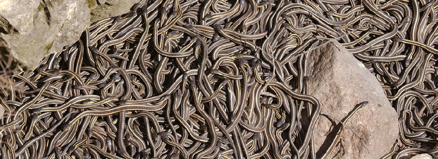 cara print screen di pc