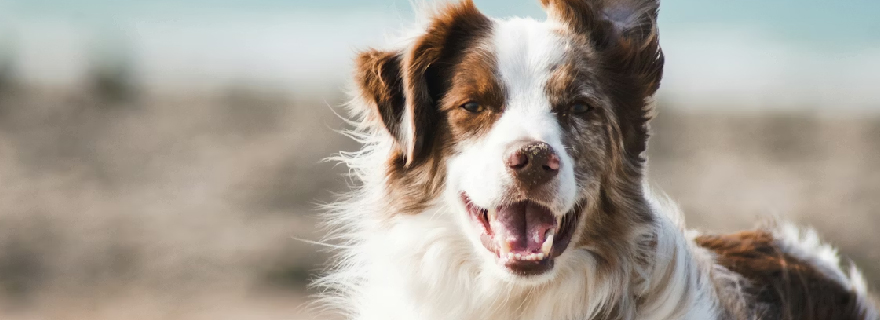 mimpi digigit anjing