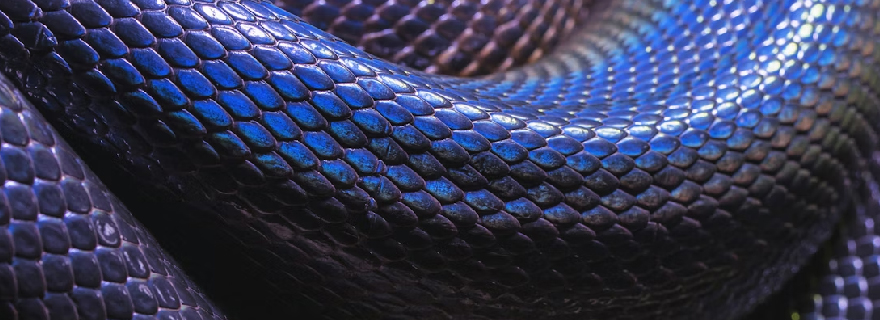 Mimpi melihat ular besar