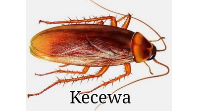 Stiker WA Lucu Jokes Bapak-Bapak #8